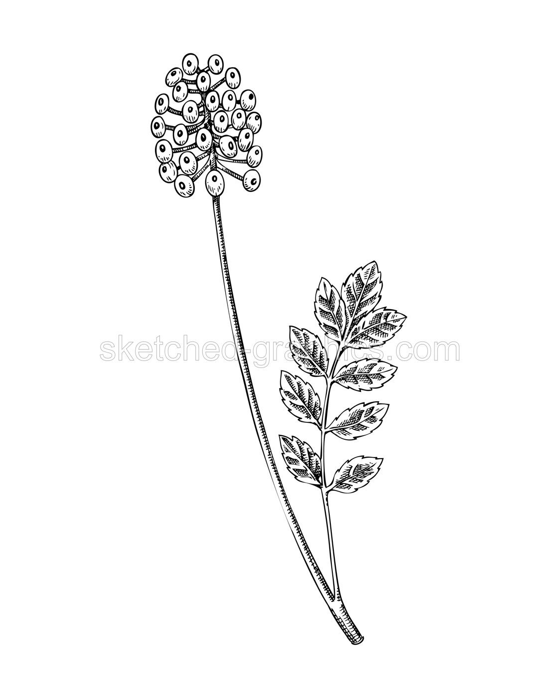 Doll's eyes plant sketch. Poisonous plant drawing. White baneberry hand-drawn vector illustration. Witchcraft. NOT AI generated Illustration